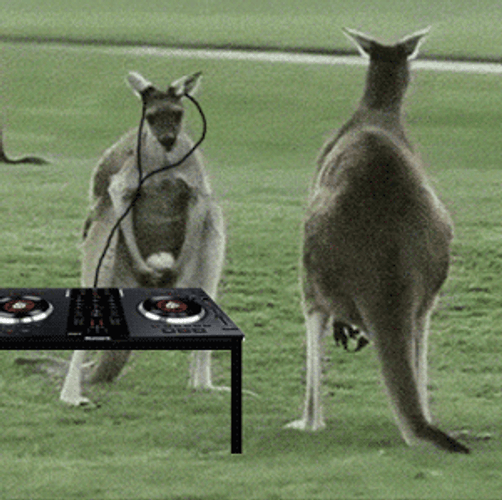 DJ Kangaroo Headbanging GIF
