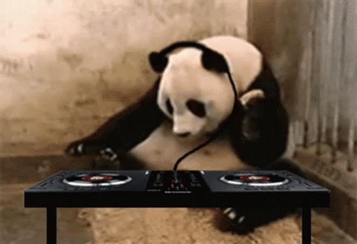 DJ Panda Is Grooving GIF