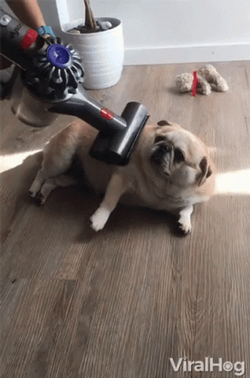 Dj Pug Dog Playing GIF