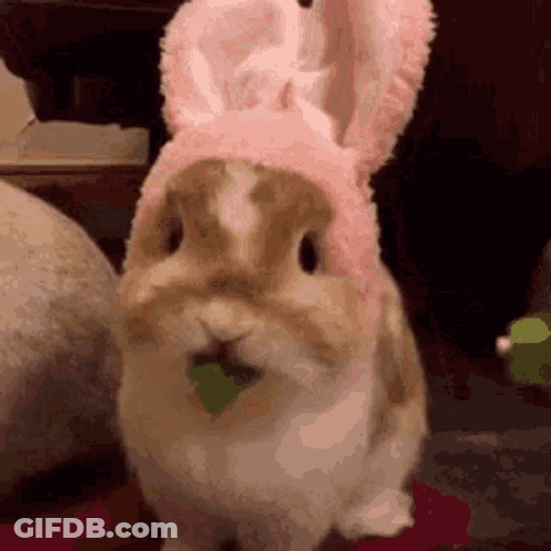 Dmx Belly GIF