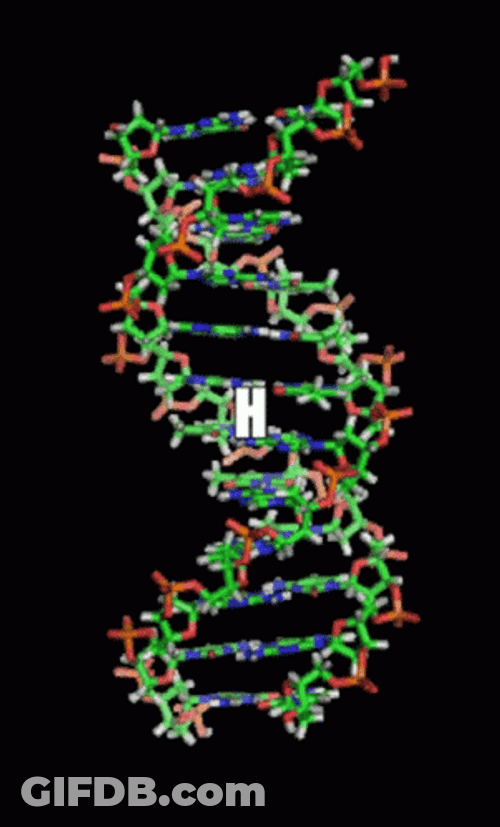 DNA Nucleic Acid Double Helix GIF