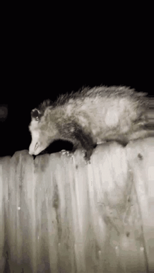 Do Not Touch The Possum GIF