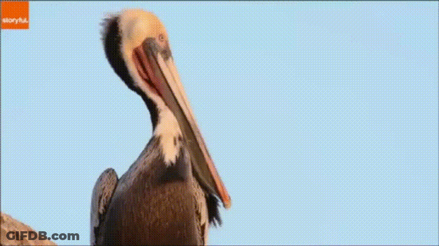 Do Something Pelican Yawn GIF