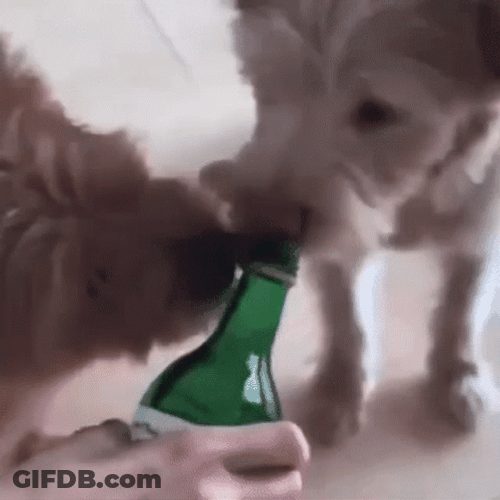 Dobby GIF