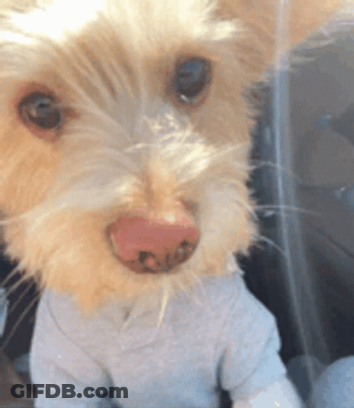 Dobby GIF