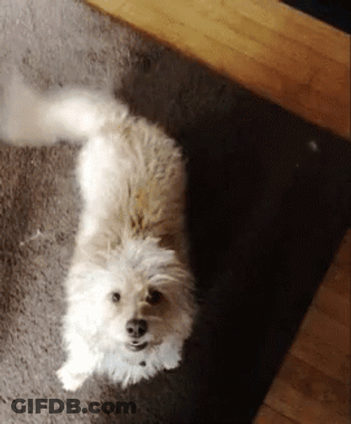 Dobby GIF
