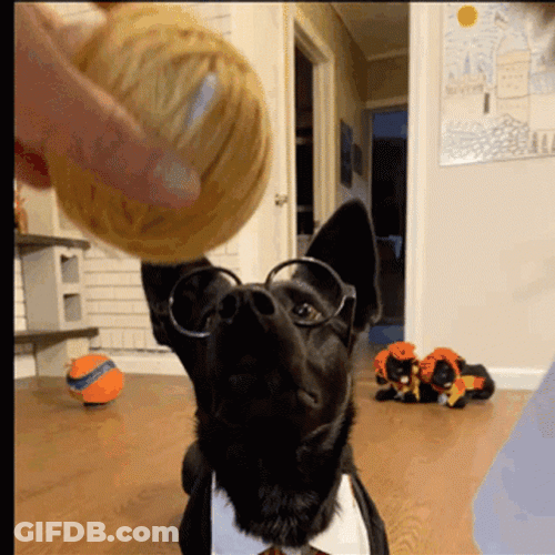 Dobby GIF