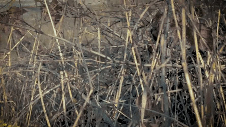 Dodge Challenger Pacific Northwest GIF