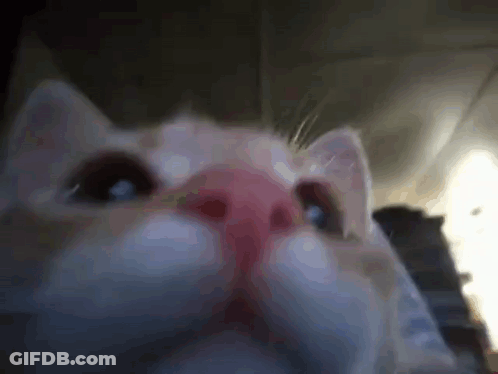 Dodgers Baseball Player In Crowd GIF