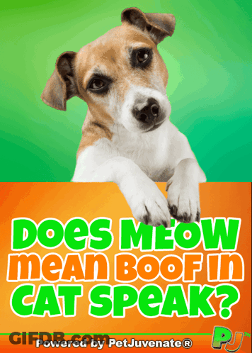 Does Meow Mean Boof In Cat Speak Petjuvenate GIF