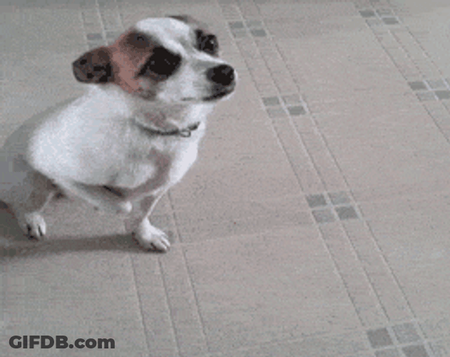 Dog Acting Training GIF