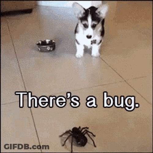 Dog Afraid Of Bug GIF