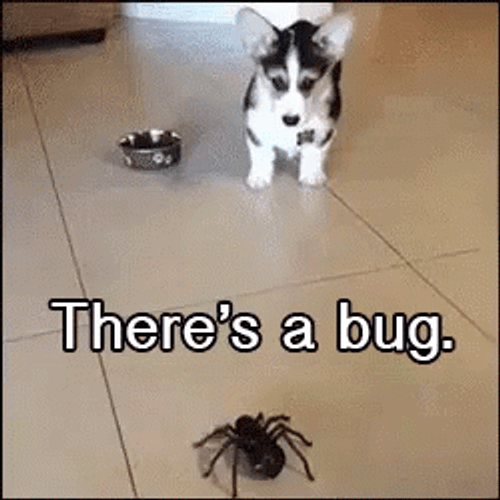 Dog Afraid Of Insect GIF