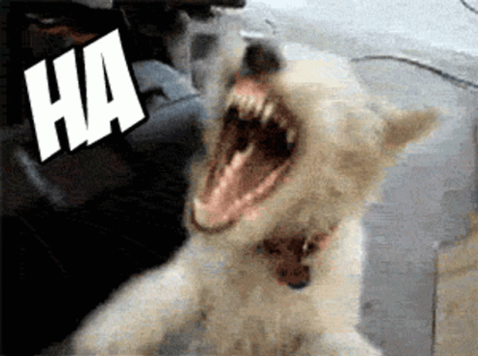 Dog Aggressive Lol GIF