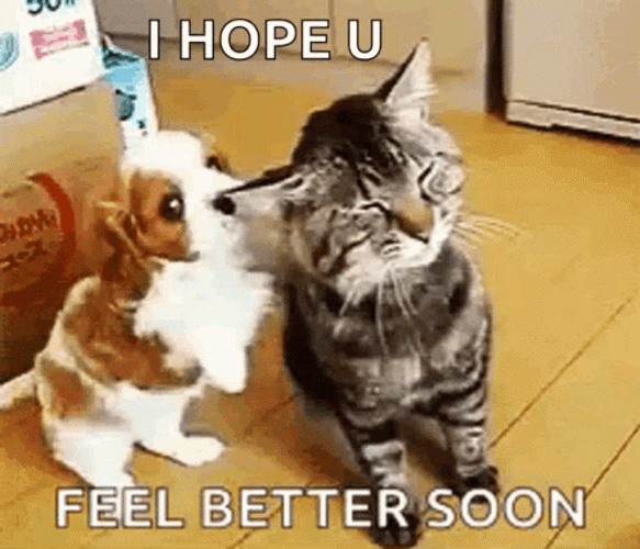 Dog And Cat Get Well Soon GIF