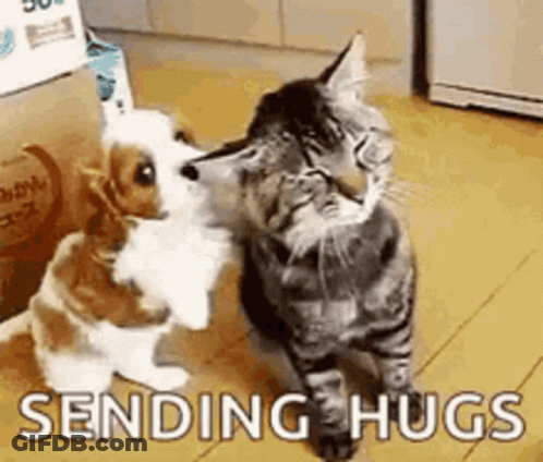 Dog And Cat Hugging GIF