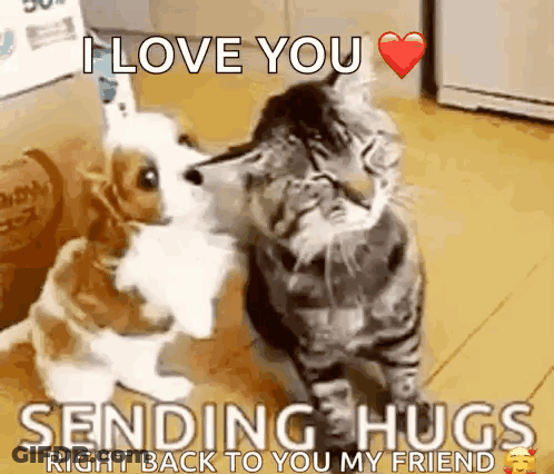 Dog And Cat Hugging Sending Hugs Right Back To You My Friend GIF
