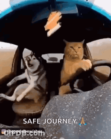 Dog And Cat In Back Of Car Saying Safe Journey GIF