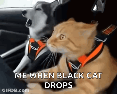 Dog And Cat In Car Me When Black Cat Drops GIF
