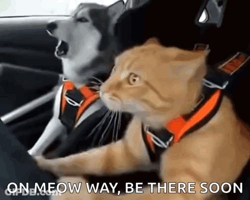 Dog And Cat In Car On Meow Way GIF