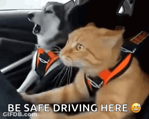 Dog And Cat In Car Saying Be Safe Driving Here GIF