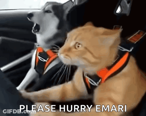 Dog And Cat In Car Saying Please Hurry Emari GIF