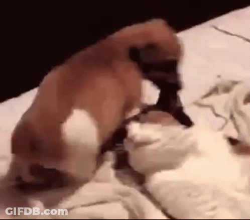 Dog And Cat Laying On Bed GIF