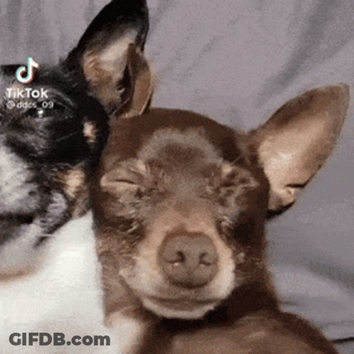 Dog And Cat Laying On Bed Eyes Closed GIF