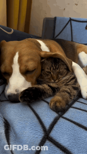 Dog And Cat Laying On Couch GIF