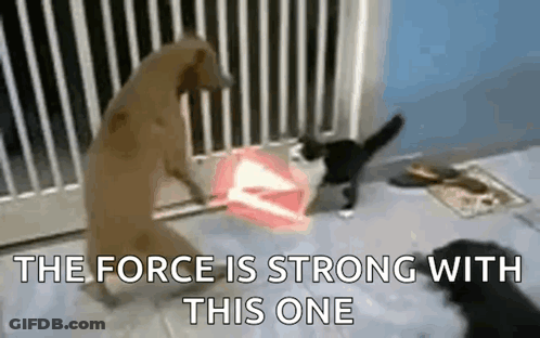 Dog And Cat Lightsaber The Force Is Strong With This One GIF