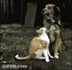 Dog And Cat Looking At Each Other GIF