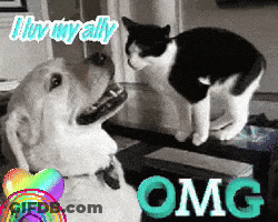 Dog And Cat Looking At Each Other OMG GIF
