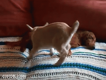 Dog And Cat Playing On Blanket On Couch GIF