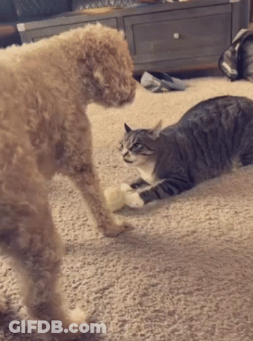 Dog And Cat Playing On Floor GIF