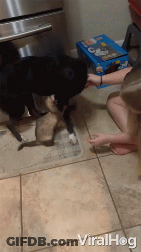 Dog And Cat Playing With Box Of Oreos GIF