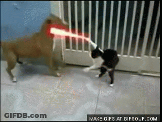 Dog And Cat Playing With Laser Beam Make GIFs At Gifsoup.com GIF