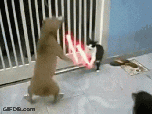 Dog And Cat Playing With Lightsabers GIF