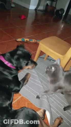 Dog And Cat Playing With Toy GIF