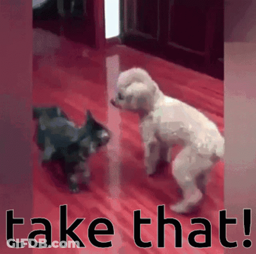 Dog And Cat Saying Take That GIF