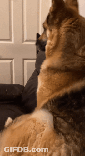 Dog And Cat Sitting On Couch Looking At Each Other GIF