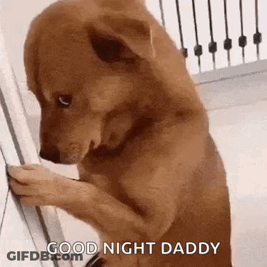 Dog And Cat Sitting On Couch Looking At Each Other GIF