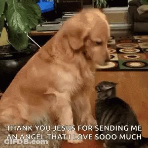 Dog And Cat Sitting Together GIF
