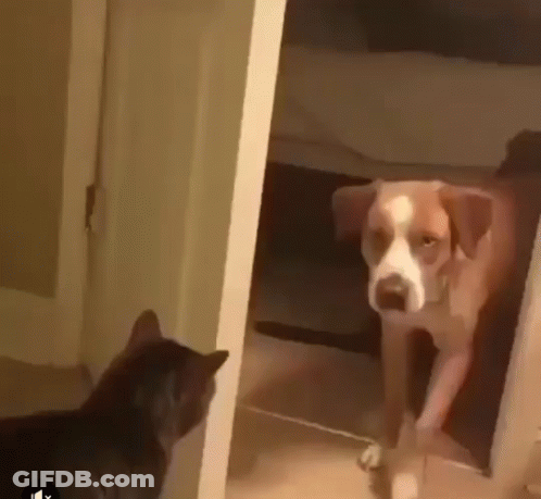 Dog And Cat Standing Next To Each Other GIF
