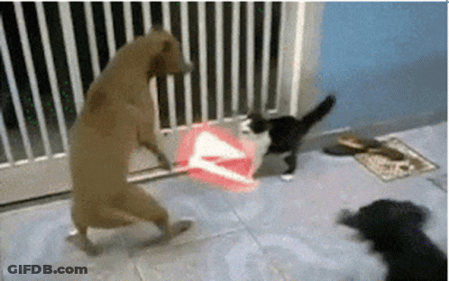 Dog And Cat Standing On Hind Legs In Front Of Gate GIF