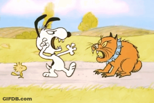 Dog And Cat Standing On Road GIF