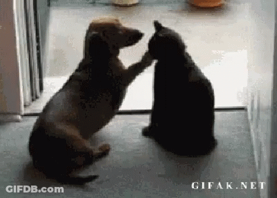 Dog And Cat Touching Paws GIF