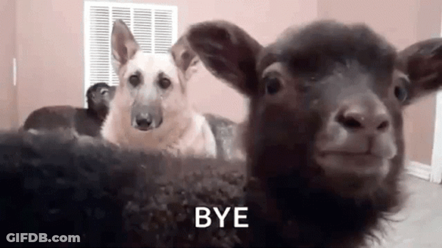 Dog And Funny Goat Screaming Bye GIF