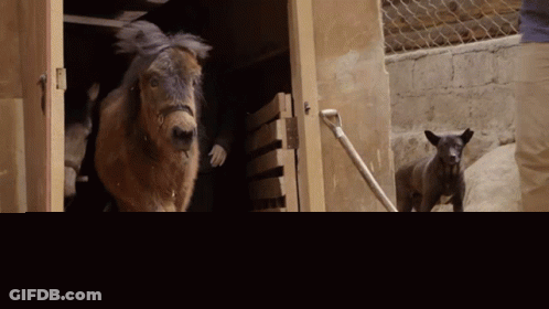 Dog And Horse In Stable With Wild GIF
