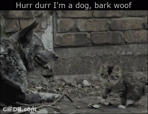 Dog And Kitten Hurr Durr GIF