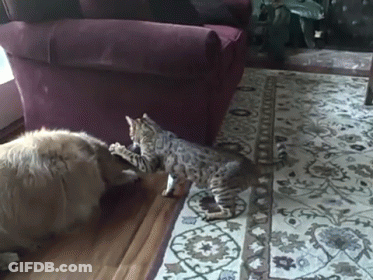 Dog And Kitten Playing On Rug GIF